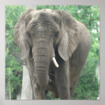 Tusked Elephant  Poster