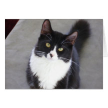 Tuxedo Cat Greeting Card