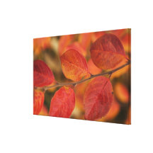 Twig covered with autumn leaves canvas prints