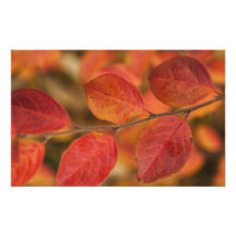 Twig covered with autumn leaves photograph