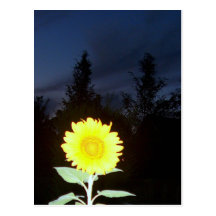 Twilight Sunflower Postcard