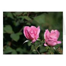 Twin Buds Cards