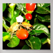 Twin Chilli Bugs Print