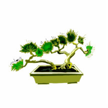 Twin Pine Bonsai Rectangle Pot Cut Outs