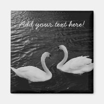 Twin Swans Magnets