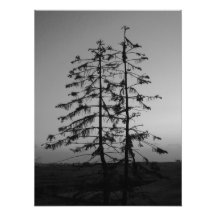 Twins by Leslie Peppers Photographic Print