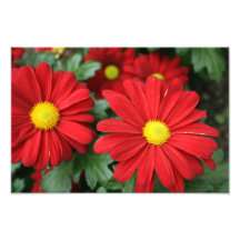 twins photo print