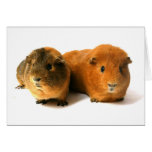 two beautiful guinea pig greeting cards