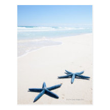 Two blue starfish at water's edge on tropical postcard