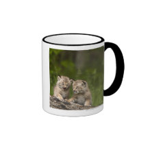 Two Canada Lynx Kittens Playing On A Log Mugs