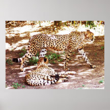 Two Cheetahs Poster