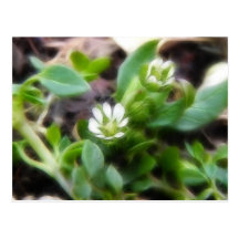 Two Chickweed Flowers Postcards