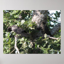 Two Crows Poster