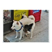 Two Dogs Trying to Stay Warm Photograph