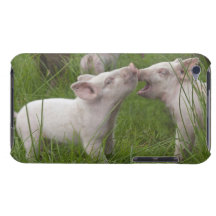 Two Funny Cute Playful Piglets Barely There iPod Cover