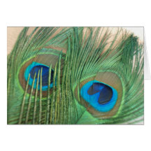 Two Golden Peacock Feathers Cards
