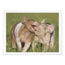 Two Happy Playful Piglets 12 x16 Photograph