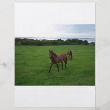 Two Horses Full Color Flyer