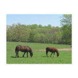 Two horses in field with trees and pond post cards