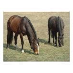 Two Horses - Photo