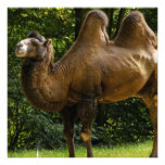 Two Humped Camel Invitations