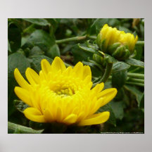 Two Mum Flowers Poster