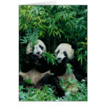 Two pandas eating bamboo together, Wolong, 2 Cards