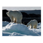 Two Polar bears Post Cards