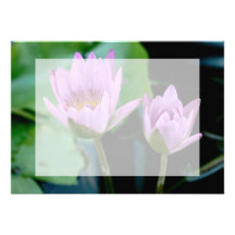 two purple water lilies custom announcement
