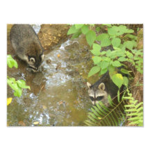 Two Raccoons Photo