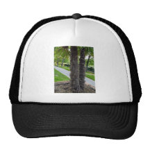 Two trees growing closely together mesh hats
