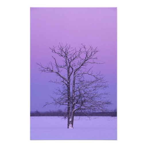 Two Trunked Tree at Sunrise; Chippewa County, Photographic Print