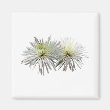 Two White Spider Mums Magnet