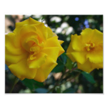 Two Yellow Roses with Leaves - flower photography