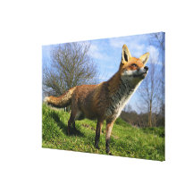 UK, England. Red Fox Vulpes vulpes) in Stretched Canvas Print