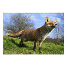 UK, England. Red Fox Vulpes vulpes) in Photo