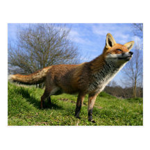 UK, England. Red Fox Vulpes vulpes) in Postcards