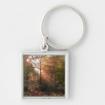 UK. Forest of Dean. Sunbeam penetrating a Key Chain