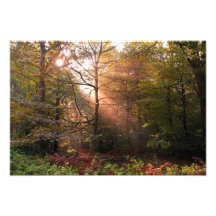 UK. Forest of Dean. Sunbeam penetrating a Art Photo