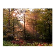 UK. Forest of Dean. Sunbeam penetrating a Postcards