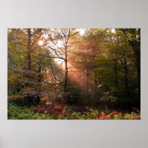 UK. Forest of Dean. Sunbeam penetrating a Print