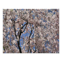 Umbrella Of Spring Blossoms 14x11 Flower Print Photo
