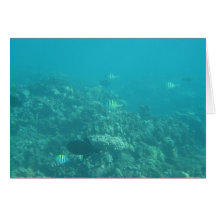 Undersea Maui Card