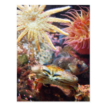 Undersea Postcards