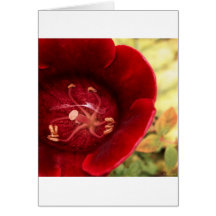 underwater peace v1 greeting cards