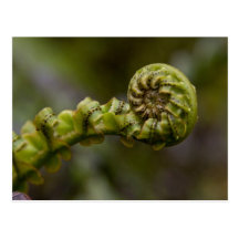 Unfurling Fern Frond Postcard