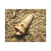 Unicorn Shell on Beach Stretched Canvas Prints