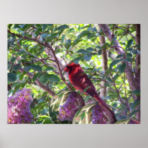 Unique Cardinal Print