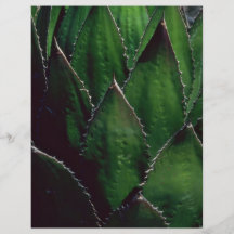 Unique Plants In Desert Flyer Design