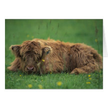 United Kingdom, Scotland. Highland calf Greeting Cards